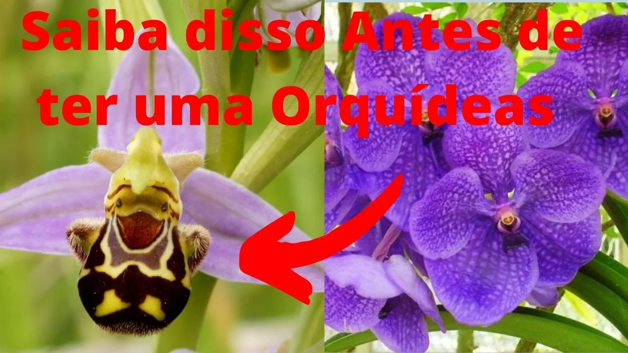 ORQUÍDEAS VANDA AZUL RARAS COMO CUIDAR?