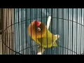 Download Lagu 99% ampuh paud balibu masteran lovebird isian kenari ngekek