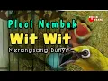 Download Lagu Masteran pleci Nembak Wit Wit Cerr