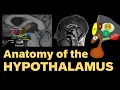 Anatomy of the Limbic System part 4 The Hypothalamus