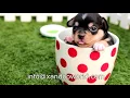 Suncast DH250 Dog House With Voice