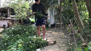 buổi trưa tranh thủ chặt cành cây - phạm mạnh vlog