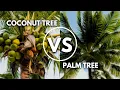 Coconut Tree vs Palm Tree How to Spot Them