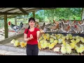 Download Lagu Timelapse – 1000+ Eggs Hatched Naturally! Smart Hen Nests That Really Work | Chicken Farming