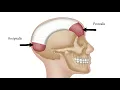 How To Find Trigger Points - Occipitalis for Tension Headache