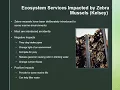 Invasive Species PowerPoint