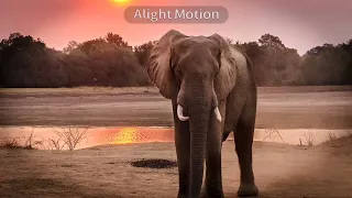                  صوت الفيل دندنها