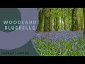 Download Lagu Forest Birdsong Nature Sounds-Relaxing Woodland Bluebells Bird Sounds-Meadow Ambience Birds Singing