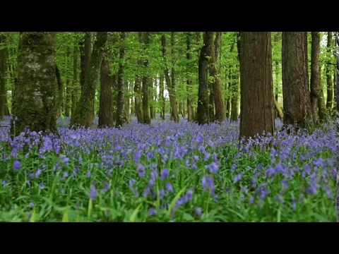 Download MP3 Forest Birdsong Nature Sounds-Relaxing Woodland Bluebells Bird Sounds-Meadow Ambience Birds Singing