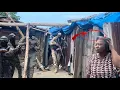 Download Lagu FLASH : LAPOLIS ,MAJISTRA, DELEGASYON , FENK KOMANSE YON GWO OPERASYON NAN PLAJ CAMP - LOUISE LA 