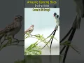 Download Lagu Amazing Dancing Birds in the Wild