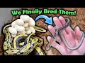 Curious Taiwanese Beauty Snakes Hatching