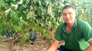 Download Starting a grape vine, (grape plant care). Grape harvest in the second year after planting. MP3