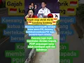 Download Lagu GAJAH SIAP UBRAK ABRIK KANDANG BANTENG #PSI #kaesangpangarep #pdiperjuangan #banteng