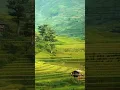 Download Lagu Degung kecapi suling Sunda #lagusunda #lagusundaviral #popsunda #kecapisulingsunda #degungsunda