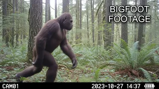 Is This The Clearest Bigfoot Footage Yet ALL NEW BIGFOOT VIDEOS 