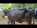 Download Lagu 14.500🔴INDUKAN PEGON HITAM SUPER JUMBO||langsung terjual||pasar jatirogo