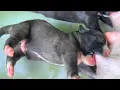 Puppy Newborn Nursing the Yummy Mom s Milk with Sucking Nipples