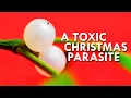 The Explosive Poisonous Parasitic Truth About Mistletoe