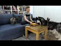 Didn't Expect Such a Reaction! While I Was Sleeping, the Huskies Ate All My Lunch!