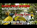 Download Lagu Suara Pikat Burung Kutilang Sutra (Burung capcap/kipas) Ribut