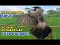 Lagu Suara Burung KUTILANG GACOR/KUTILANG RIBUT Ampuh Untuk MIKAT || Burung Kutilang Liar Auto NgumpuL