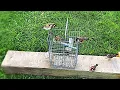 Beautiful goldfinch Got Caught with Strong Metal Cage Trap!Watch How That Happened #goldfinch #trap