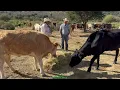 TENGO QUE DAR COMIDA A LAS VACAS FLACAS MIENTRAS SE METEN AL POTRERO