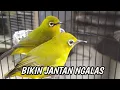 Download Lagu suara pleci betina ribut bikin jantan cepat ngalas