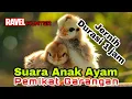 Download Lagu Suara Anak Ayam Pemikat Garangan. JERNIH !!! Durasi 1 jam