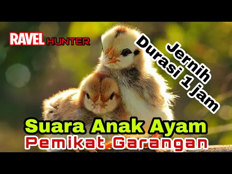 Download MP3 Suara Anak Ayam Pemikat Garangan. JERNIH !!! Durasi 1 jam