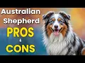 Australian Shepherd Pros and Cons Is This Fluffy Genius Right for You