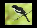 Download Lagu  Robins, Chats, Wheatears