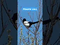 Magpie call Mp3 Song Download