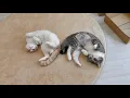 Download Lagu お互いにくっついてないと落ち着かなくてお昼寝できない猫たちがあまりにも可愛すぎましたw