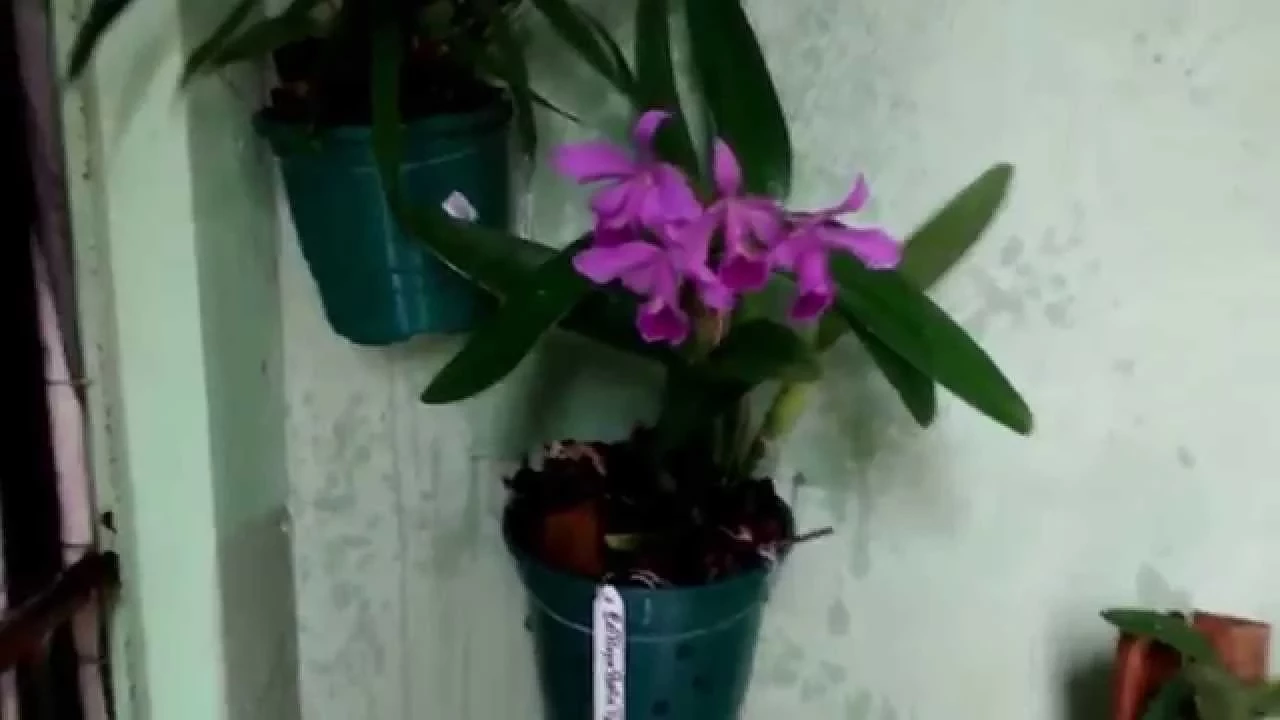 ORQUÍDEA CATTLEYA PORTIA TIPO