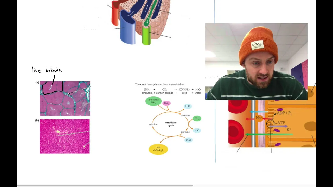 Excretion Mindmap (OCR A Level Biology Module 5.2)