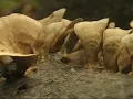 Mushroom Hunt Day