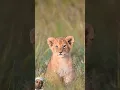 Download Lagu Cute loin with mother #lion #wildlife #animals #leopard #wildanimals #africa #cubs #tiger #animallif