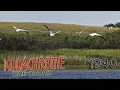 Lagu Birds of the Dakota Prairie, 1940 Kodachrome Home Movie | 16mm Film Scan