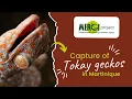 EN Capturing tokay geckos in Martinique scientific study about their diet