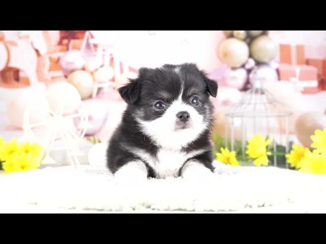 動画