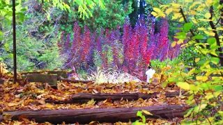 3 Deer And The Beauty Of Fall Leaves All Over The Ground In Canadian Autumn  3 Deer And The Beauty Of Fall Leaves All Over The Ground In Canadian Autumn