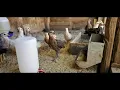Hatching Gamefowl eggs From Ebay 2020