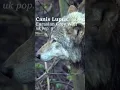 Lagu the EXTINCT wild GREY WOLF #shorts #documentary #wildlife #ecology #rewilding #biology #nature