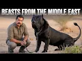 The 10 Rarest Mastiff Dog Breeds