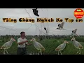 Lagu Tiếng Chàng Nghịch Không Tạp âm