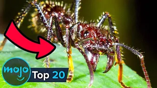Download Top 20 Scariest Insects on Earth MP3
