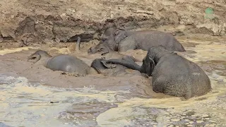 Elephant Friends Discover Their Deep New Mud Pit! - ElephantNews