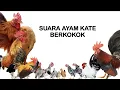 Download Lagu Suara Ayam Kate Berkokok Terbaru (Bantam Rooster Crowing)